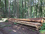 Holzrücken