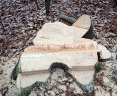 Holzernte