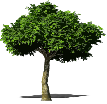 tree1